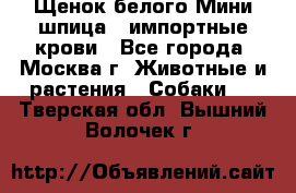 Щенок белого Мини шпица , импортные крови - Все города, Москва г. Животные и растения » Собаки   . Тверская обл.,Вышний Волочек г.